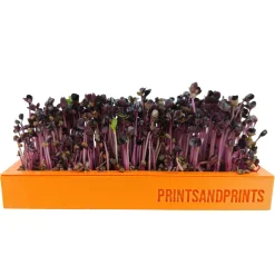 printsandprint Microgreens Starter Kit Hot