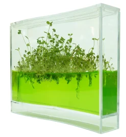 Plantarium Super Discount